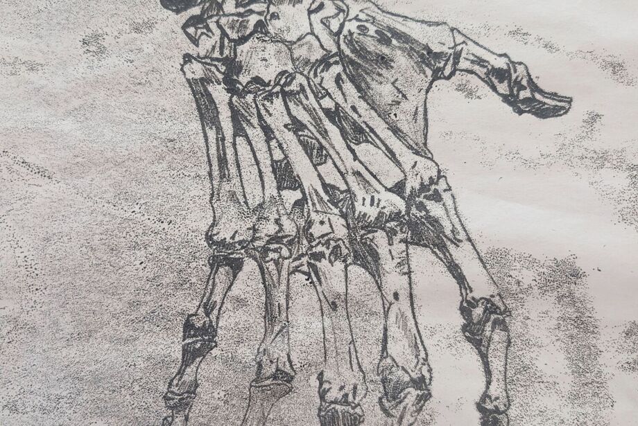 Anatomy